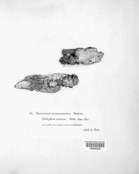 Herpothallon rubrocinctum image